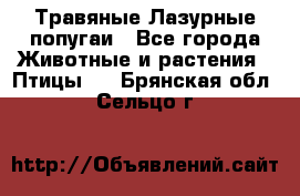 Травяные Лазурные попугаи - Все города Животные и растения » Птицы   . Брянская обл.,Сельцо г.